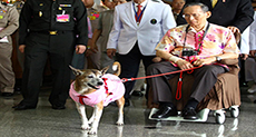 Thai Faces Jail for Insulting King’s Dog