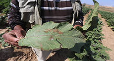 Gaza Farms Sprayed Crop-killers by ’Israeli’ Planes!
