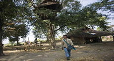 Elephants Force Myanmar Villagers to Seek Tree-Tops!
