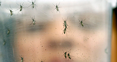 Genetically Engineered Mosquitoes to Battle ’Zika’ in Brazil
