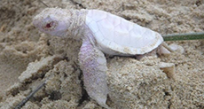 ’Beautiful’ Albino Turtle Found on Australia Beach
