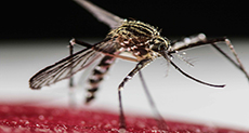 Irradiated Mosquitoes to Zap Zika’s Power
