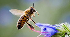 UN: Decline of Bees, Pollinators, Threatens Crop Output 