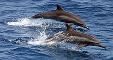 Battle Dolphins Set to Serve in the Russian Military
