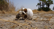 AI: S. Sudan Forces Suffocated Dozens, Dumped Bodies in Open Pits
