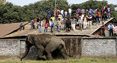 Rampaging Elephants Kill Five Villagers in India
