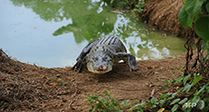 Crocodile Kills Russian Tourist in Indonesia
