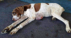 Dog Missing 10 Years Found In Alabama, Returning to Owner
