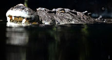 Crocodile Victim Celebrating End of Friend’s Cancer Treatment
