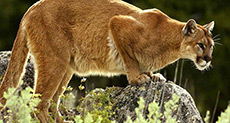 Colorado Mother Saves Son from Mountain Lion Attack
