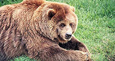 Bear Crashes Kid’s Birthday Party and Eats Cake

