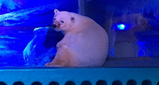 ’World’s Saddest Polar Bear’ Exhibited in Chinese Shopping Centre
