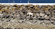 Alaskan Mountain Goat Dies Fleeing Photoshoot Attempt!