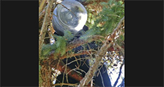 Man Lassoes Bear With Head Stuck in Big Plastic Container
