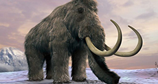 Last Woolly Mammoths ’Died of Thirst’