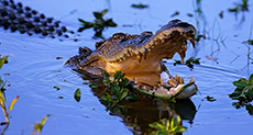 Indonesian Crocodile Catchers to Snap Up Prizes
