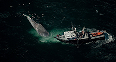 When Ships Pass, Whales Eat Less - Study
