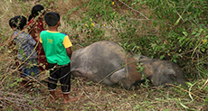 Sri Lankan Train Kills Four Elephants!