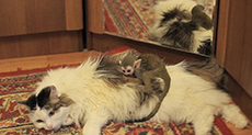 Owner of the «Cat Who Adopted a Monkey» Reveals How They Live Together
