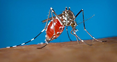 Singapore Wages War on Mosquitoes as Suspected Zika Cases Reach 50