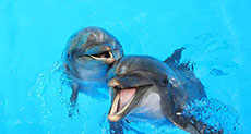 Dolphins May Have A Spoken Language!
