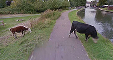 Google Map Blurs Cow’s Face to Protect Its Privacy!
