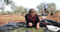 ’Israeli’ Settlers Harass Palestinian Family Picking Olives in al-Khalil