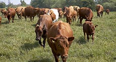 Herd Gets Moowed Down by Swedish Emergency Services 