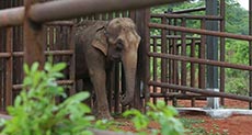 Brazil Opens Latin America’s First Elephant Sanctuary