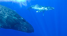 Whale Helps Australian Rescuers Free Trapped Calf