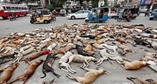 Thousand Dogs Poisoned to Death in Pakistan’s Karachi!