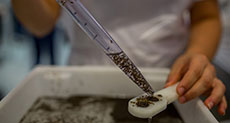 Mosquito-Producing Lab Opens in Brazil to Protect Millions from Diseases