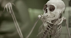 Skeletons in the Closet! Swedish Schools Puzzled Over Human Body Parts Issue