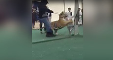 Little Girl Attacked By Tiger in Saudi Arabian Market!