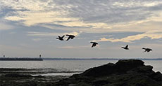France Detects H5N8 Bird Flu on Duck Farm