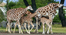 Giraffes ’Threatened with Extinction’
