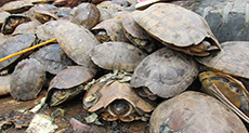 Indian Police Rescue 6,000 Turtles in «Largest» Haul