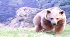 Extremely Rare Syrian Bear, Cub Spotted in Lebanon