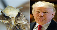 New Moth Species Named After Trump for Sharing ‘Hairstyle’