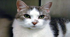 Man Shoots Neighbor’s Cat for ’Looking at Him like He Owned the Place’ 