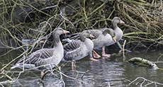 Paramilitaries Offer Migrating Geese Protection in Belfast