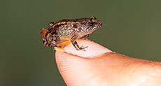 India Discovers New Species of Super Small Frogs