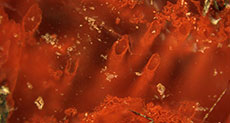 Oldest-ever Fossils Show Life on Earth Existed 4bln Years Ago