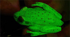 World’s First Fluorescent Amphibian!