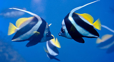 Fish Are Sentient Animals: They Form Friendships, Experience Positive Emotions