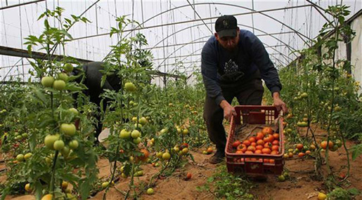 «Israeli» Drones Poisoning Palestinian Crops