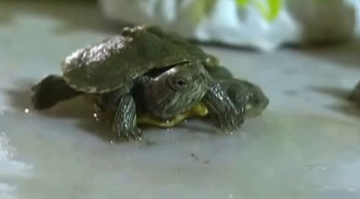 Real Life Mutant Turtle With 2 Heads, 6 Legs Found In China