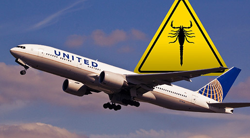 Man Stung by Scorpion on United Airlines Flight