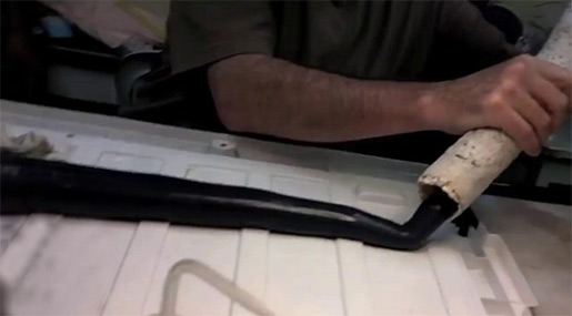 First Living Giant Shipworm Found!
