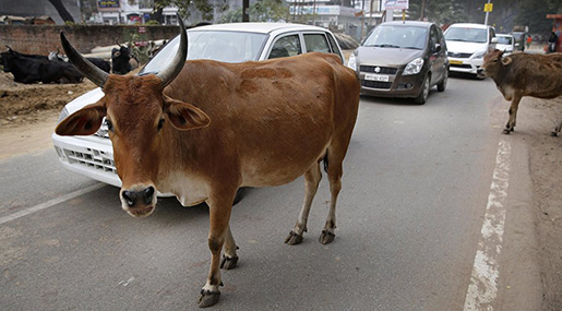 Indian Cows to Get Unique ID Number!